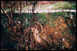 Dans N�mes -Courbessac.